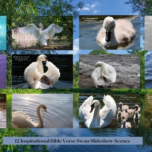 May include: Twelve inspirational Bible verse swan slideshow scenes. Each scene features a white swan in a variety of poses, including swimming, preening, and with cygnets. The scenes are set against a backdrop of water and greenery. The Bible verses are displayed in a white font on a blue background.