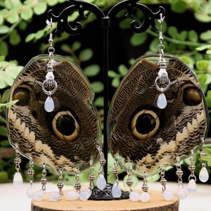 Owl Moth (Caligo Martia) Earrings, ethically sourced, real butterfly wing earrings