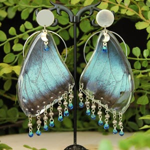 Upcycled Blue Morpho (morpho menelaus) Earrings, ethically sourced, real butterfly wing earrings