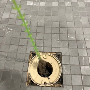 Puede incluir: Primer plano de un desagüe en un suelo de ducha embaldosado con una planta que crece a través de él. El desagüe está hecho de plástico blanco y tiene una abertura redonda. La planta es verde y tiene hojas largas y delgadas. Los azulejos son grises y cuadrados.
