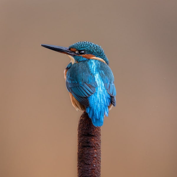 Kingfisher - Wildlife - Photography Print