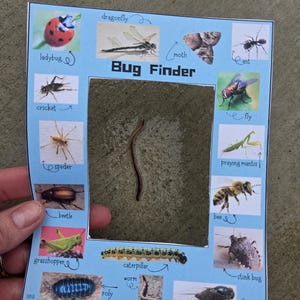 Bug Finder printable / Bug Hunt / Classroom activity / Outdoor Activity / Science lesson / STEM activity / Bug Lesson / Nature Insect Lesson