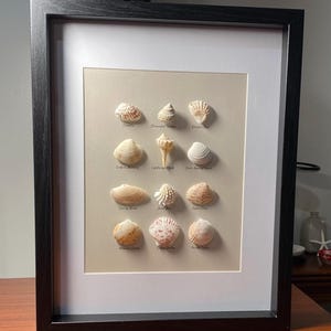 May include: A framed display of 12 different types of seashells, each labeled with its common name. The shells are arranged in rows of four, with a light beige background. The frame is black with a white mat.