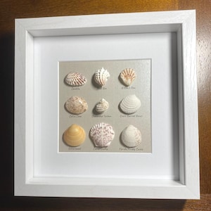 May include: A white frame with a beige mat showcasing a collection of 9 different seashells. Each shell is labeled with its common name, including Cardita, Box, Caño Clam, Channned Tarkam, Cress Barred Venus, Bittersweet, Calls Stakep, and Florida Prickly Cockle.