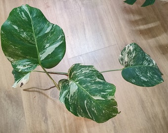 Monstera albo bunt