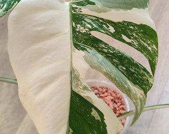 Monstera albo variegated