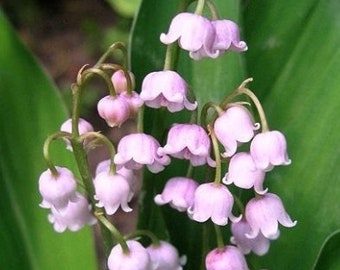 RARE COLORFUL LILY OF THE VALLEY CONVALLARIA MAJALIS PERENNIAL FLOWER SEEDS 100 RARE COLORFUL LILY OF THE VALLEY CONVALLARIA MAJALIS PERENNIAL FLOWER SEEDS 100