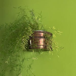 May include: A cylindrical copper-toned metal wall planter containing a lush, trailing asparagus fern with fine, needle-like green foliage that cascades over the sides of the container, creating a vibrant contrast against the bright green wall.
