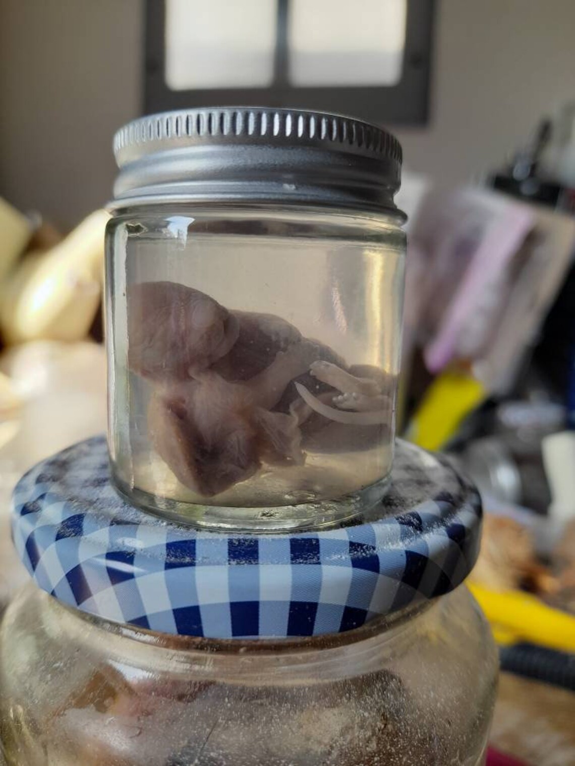 Taxidermy Wet Specimen Squirrel Fetus With Placenta Attached Etsy