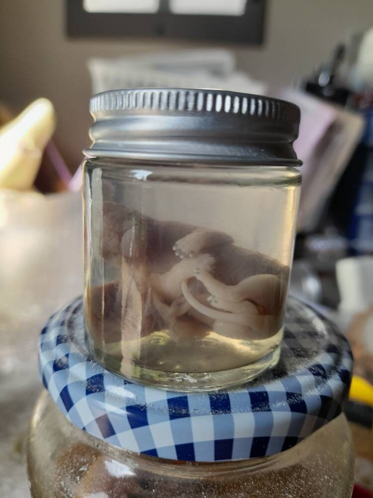 Taxidermy Wet Specimen Squirrel Fetus With Placenta Attached Etsy UK