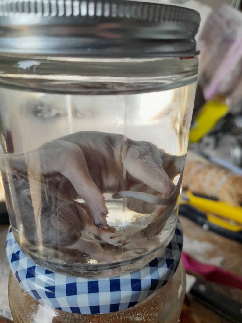 Taxidermy Wet Specimen New Born Squirrel Etsy UK