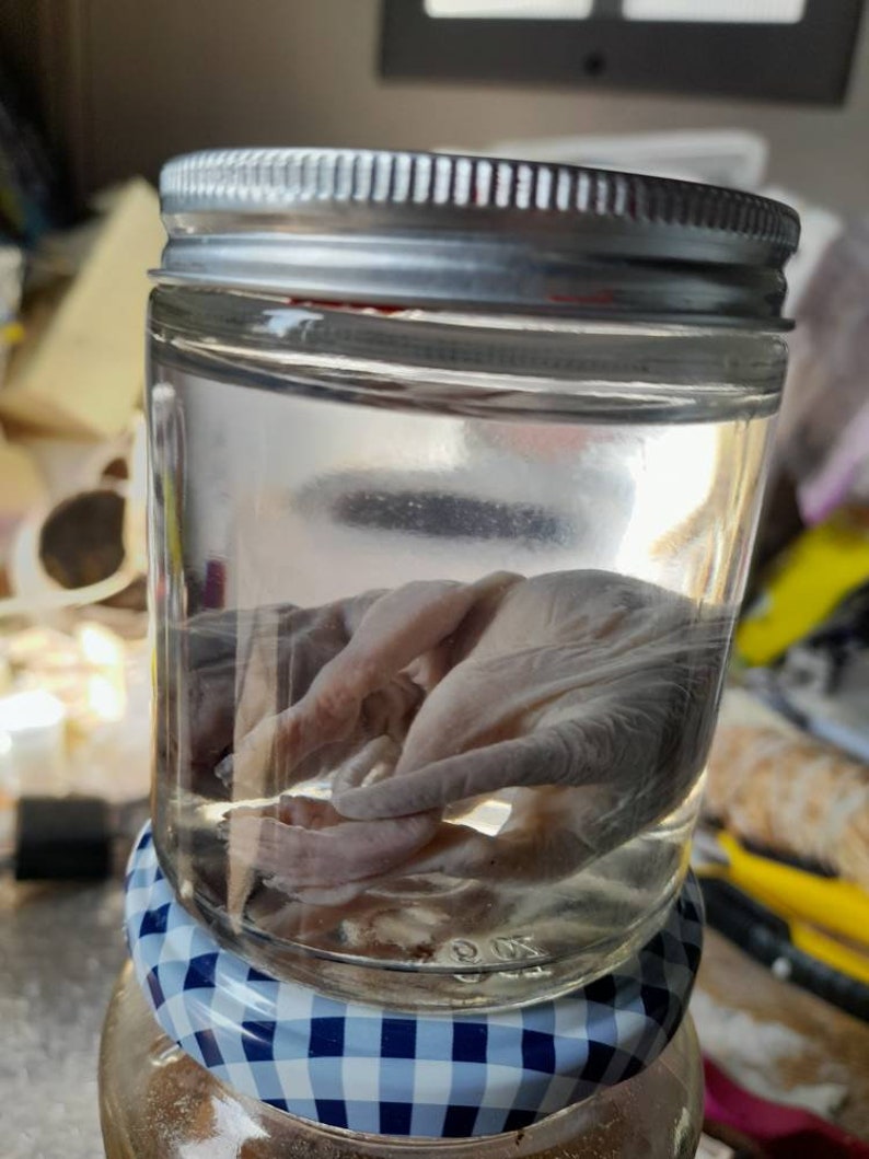 Buy Taxidermy Wet Specimen New Born Squirrel Online in India Etsy