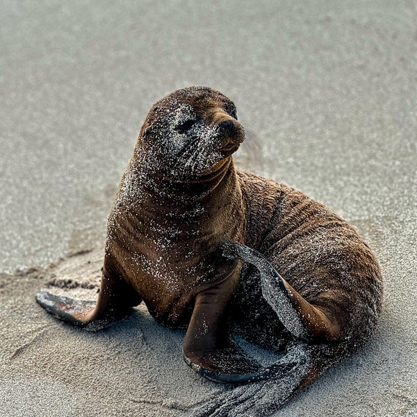 Galapagos Sea Lion / Seals/ Ecuador Photography / Wildlife Photography