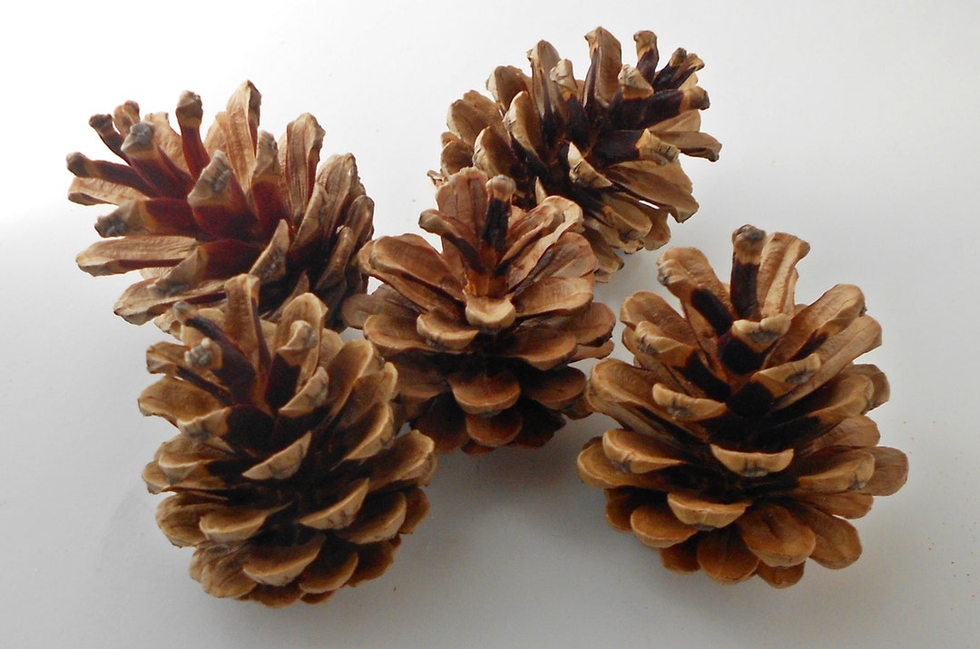 50 Medium Bulk Pine Cones New England Craft Supplies Etsy