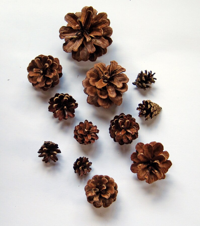 100 Assorted Size Bulk Pine Cones New England Craft Supplies Etsy