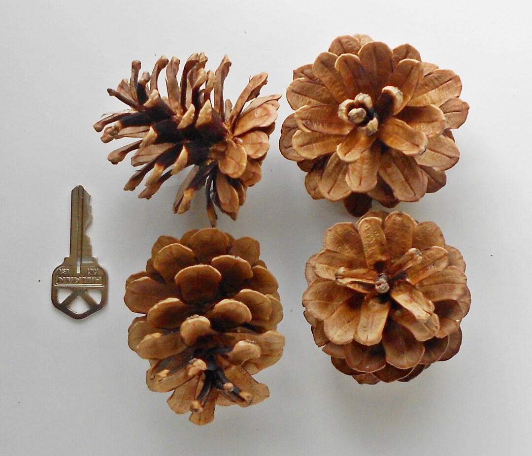 100 Large Bulk Pine Cones New England Craft Supplies Etsy