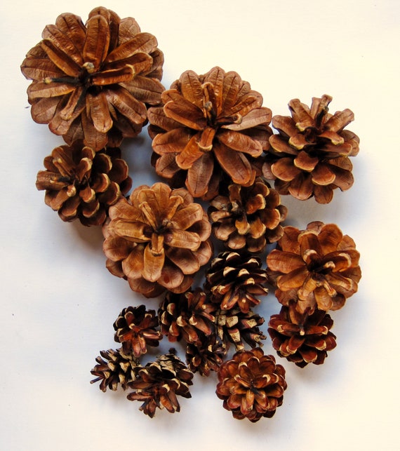 100 Assorted Size Bulk Pine Cones New England Craft Supplies Etsy