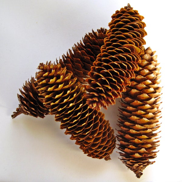 Large Pine Cones Etsy