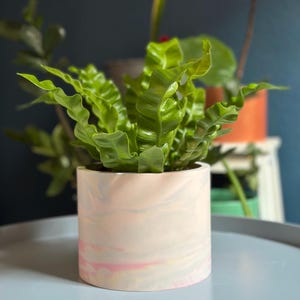 May include: A green leafy plant in a white planter with pink and yellow marbling. The planter is sitting on a light grey surface.