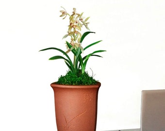 Live Orchid Plants 禅月达摩 Easy Care Large Flowers Orchids Air Purifying Live Houseplant Cymbidium ensifolium Daruma 国兰 建兰