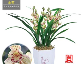 Live  Orchid  金荷  Fragrant Cymbidium Flowers Easy to Grow, NOT in Bud/Bloom 建兰