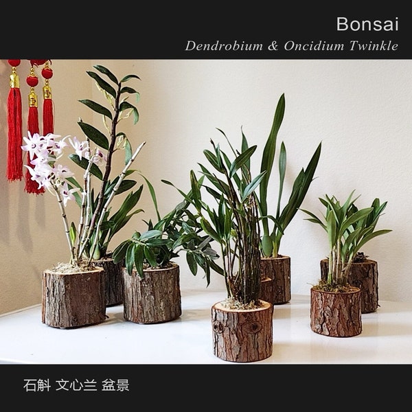 Den officinale 铁皮石斛 铜皮 黑金 金钗 米黄 紫色 文心兰 天然盆景Dendrobium Oncidium  Natural bonsai with pot