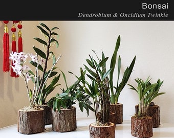 Den officinale 铁皮石斛 铜皮 黑金 金钗 米黄 紫色 文心兰 天然盆景Dendrobium Oncidium  Natural bonsai with pot