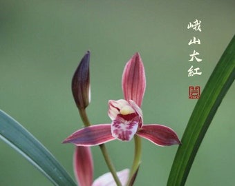 Live Cymbidium Orchid  峨山大红 Flowers Easy to Grow, House Plants-EShanDaHong - 建兰