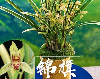 Cymbidium Orchid Ensifolium 锦旗 Fragrant Flowers Easy to Grow, NOT in Bud/Bloom-JinQi - 国兰 建兰