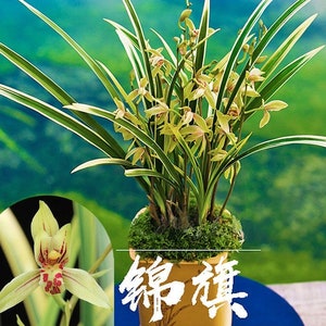 Cymbidium Orchid Ensifolium 锦旗 Fragrant Flowers Easy to Grow, NOT in Bud/Bloom-JinQi 国兰 建兰 image 1