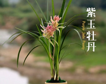 Live Orchids 紫玉牡丹 Fragrant Cymbidium Purple Jade Peony Without Flowers-春剑