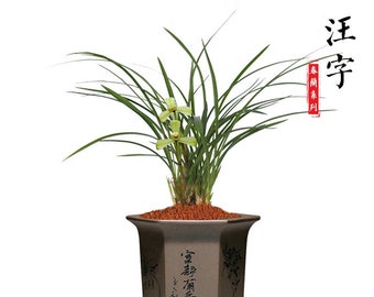 Live Orchid Plants 汪字-Easy Care Orchids Air Purifying Live Houseplant Chinese  cymbidium goeringii 春兰