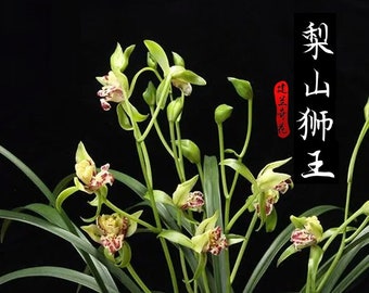 Cymbidium Orchid Ensifolium 梨山狮王 Fragrant Flowers Easy to Grow, NOT in Buds/Bloom-Lion King - 国兰 建兰