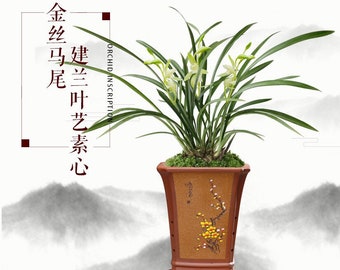 Live Orchid Plant 金丝马尾 Live Cymbidium ensifolium-JinSiMaWei-Bare Foot and Shipped Without Flower 国兰