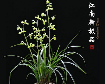 Noble Orchid Cymbidium 江南新极品 Faberi 'JiangNan XinJiPin' Bare Foot and Shipped Without Flower- 蕙兰