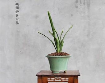 Fragrant Orchid Plant Sinense 中华水晶带花苞  Live Cymbidium Easy care plant -Chinese crystal with buds-Bare Root 墨兰