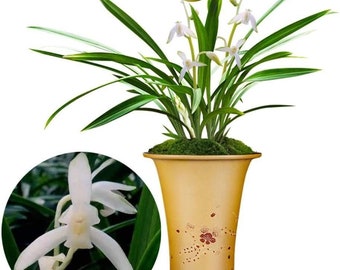 Live Orchids 青山玉泉 Cymbidium Ensifolium Perfect for Windowsills or Indoors-Shipped Without Flowers-建兰