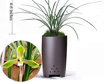 Live Cymbidium Sliver Moon 皎月 Goeringii  Orchids Perfect for Windowsills or Indoors-Shipped Without Flowers-春兰