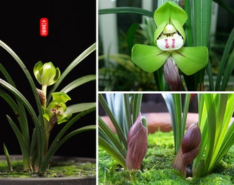 Live Orchid Plants 金边大富贵带花苞-Easy Care Orchids Air Purifying Live Houseplant Chinese  cymbidium goeringii DaFuGui with buds 春兰