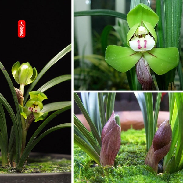 Live Orchid Plants 大富贵-Easy Care Orchids Air Purifying Live Houseplant Chinese  cymbidium goeringii DaFuGui  春兰