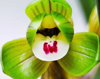 Live Orchid Plants 富贵荷-Easy Care Orchids Air Purifying Live Houseplant Chinese  cymbidium goeringii FuGuiHe 春兰