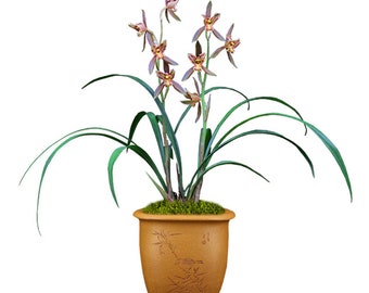 Live Orchid Plant 九里香 Cymbidium Ensifolium-Jiu Li Xiang-Bare Foot and Shipped With Buds 建兰