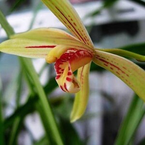 Cymbidium Orchid Ensifolium 锦旗 Fragrant Flowers Easy to Grow, NOT in Bud/Bloom-JinQi 国兰 建兰 image 3