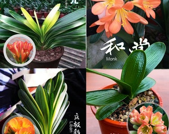 Clivia Seeds-Clivia Miniata seeds-君子兰种子 和尚 金佛  虎头 立板短 微型兰 立板彩兰 短叶油匠 (5 seeds)