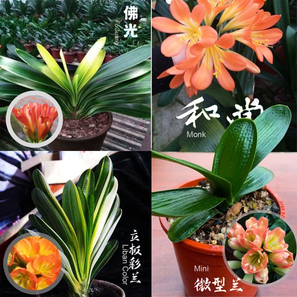 Clivia Seeds-Clivia Miniata seeds-君子兰种子 和尚 金佛  虎头 立板短 微型兰 立板彩兰 短叶油匠 (5 seeds)