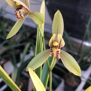 Cymbidium Orchid Ensifolium 锦旗 Fragrant Flowers Easy to Grow, NOT in Bud/Bloom-JinQi 国兰 建兰 Bild 4