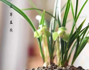 Live Orchid Plants 翠盖荷-Easy Care Orchids Air Purifying Live Houseplant Chinese  cymbidium goeringii 春兰