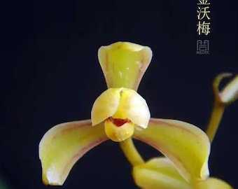 Orchid Plant Live Cymbidium Ensifolium-金沃梅 JinWoMei  -Bare Foot and Shipped Without Flower