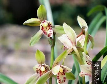 Orchid Plant Live Cymbidium Ensifolium-荷花仙子 Lotus Fairy  -Bare Foot and Shipped Without Flower