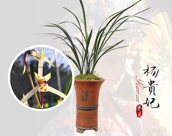 Fragrant Orchid Plant Live Cymbidium kanran YangGuiFei-Bare Foot and Shipped  寒兰 - 杨贵妃